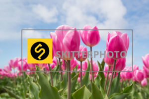 SkitterPhoto
