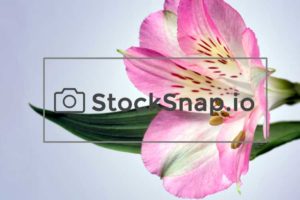 StockSnap